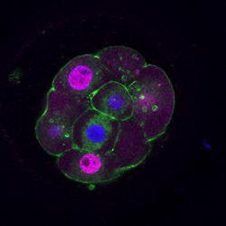 Placenta is initiated first, as cells of a fertilised egg divide and specialise