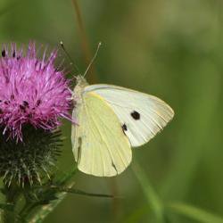 Provide shady spots to protect butterflies from climate change, say scientists