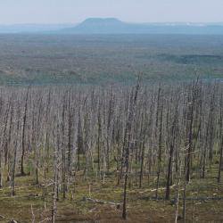 Tree rings show scale of Arctic pollution is worse than previously thought