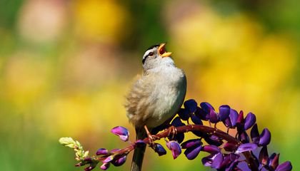 The Pandemic Shutdown in San Francisco Had Sparrows Singing Sexier Tunes
