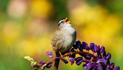 The Pandemic Shutdown in San Francisco Had Sparrows Singing Sexier Tunes