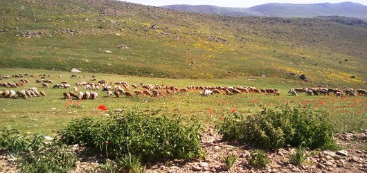 اجرای پروژه توسعه سامانه های بهره وری پرورش گوسفند نوسط محققین بخش تحقیقات علوم دامی مرکز تحقیقات و آموزش کشاورزی و منابع طبیعی استان اردبیل
