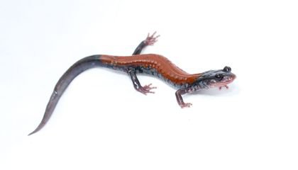 Here's How You Can Help Amphibians in the Fight Against Extinction