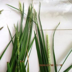ارائه دستورالعمل مدیریت برنج قرمز علف هرز مزارع برنج شهرستان پارس‌آباد مغان توسط محققان بخش تحقیقات گیاه‌پزشکی