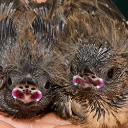 Cheating birds mimic host nestlings to deceive foster parents