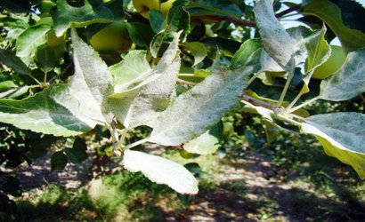معرفی قارچ‌کش بلیس موثر در کنترل سفیدک سطحی سیب درختی توسط محقق مرکز تحقیقات و آموزش کشاورزی و منابع طبیعی استان اردبیل