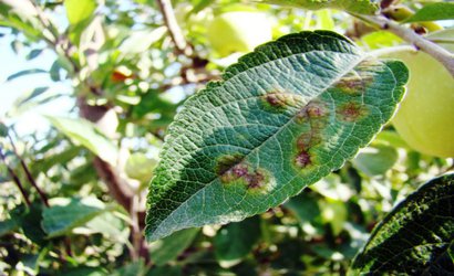 معرفی قارچ‌کش مایکلوبوتانیل موثر برای کنترل لکه سیاه در باغات سیب استان اردبیل
