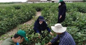 انجام طرح های تحقیقاتی به همت کارشناسان واحد ثبت و گواهی بذر و نهال مرکز تحقیقات و آموزش گلستان