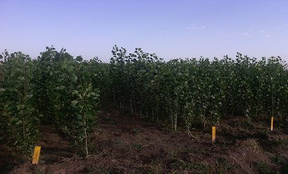 تولید ۵۳۰۰۰ اصله نهال از کلن‌های پربازده صنوبر (Populus nigra) در ایستگاه تحقیقات کشاورزی و منابع طبیعی آلاروق اردبیل و مغان