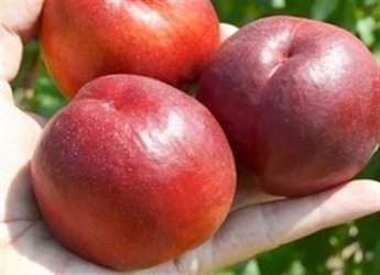 معرفی شلیل رقم وینبرگر مقاوم به بیماری سفیدک پودری هلو توسط محقق مرکز تحقیقات و آموزش کشاورزی و منابع طبیعی استان اردبیل