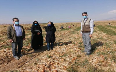 بازدید از مزارع تولید پیاز در شهرستان شاهرود (استان سمنان) به منظور بررسی مسائل ومشکلات تولید پیاز در استان