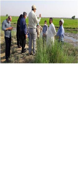 حضور اعضای هیات علمی بخش تحقیقات فنی و مهندسی استان خوزستان در برنامه یاروران تولید در شهرستان باوی جهت آموزش کشاورزان جهت کشت پائیزه