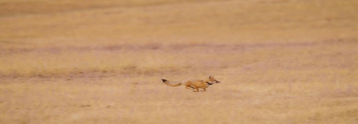 Tribes Reintroduce Swift Fox to Northern Montana’s Fort Belknap Reservation