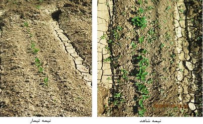 پیروکساسولفون (ساکورا) و فلومیوکسازین (شاتو)، علف‌کش‌های جدید برای کنترل علف‌های هرز سویا