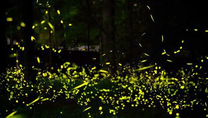 How Fireflies' Dramatic Light Show Might Spark Advances in Robot Communication