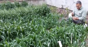 تقدیر همکار مرکز تحقیقات و آموزش گلستان از سوی رئیس موسسه تحقیقات اصلاح بذر کشور