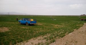 آغاز عملیات داشت اراضی گندم ستاد مرکز