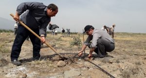 غرس ۸۰۰ اصله نهال در ایستگاه تحقیقات زیتون طارم با همت جمعی همکار ...