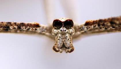 How Ultra-Sensitive Hearing Allows Spiders to Cast a Net on Unsuspecting Prey