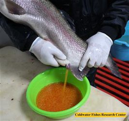 تکثیر ماهیان قزل‌آلای رنگین کمان طرح کلانSPF