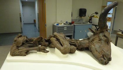 How Bison Mummies Help Scientists to Ruminate on Ancient Climate