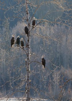 Behold the Largest Congregation of Bald Eagles in the United States