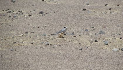 Searching for the Invisible, Invincible Peruvian Tern