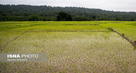 دکتر کیانی عضو هیات علمی بخش تحقیقات فنی ومهندسی کشاورزی در گفتگو با خبرگزاری دانشجویان ایران ایسنا عنوان نمودند که :نابودی ۵۰ درصد منابع آب زیرزمینی گلستان با افزایش بی‌رویه کشت برنج