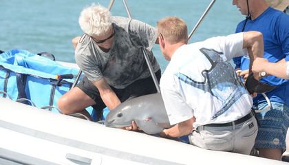 Vaquita Genome Offers Hope for Species’ Survival