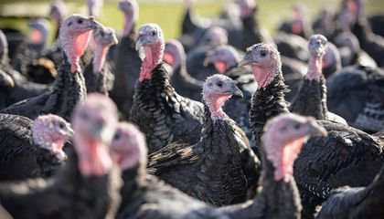 Turkey Farmers Scramble to Meet Need for Smaller Thanksgiving Birds