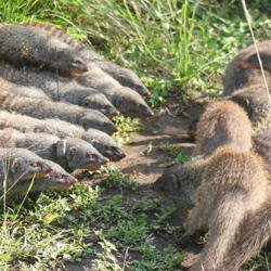 Female mongooses start violent fights to mate with unrelated males