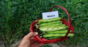 آغاز کاشت باقلا در ایستگاه تحقیقات کشاورزی گنبدکاووس
