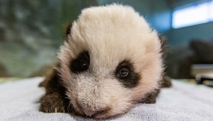 Help Name the National Zoo’s New Panda Cub