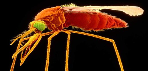 Catching malaria makes you smell more attractive to mosquitoes