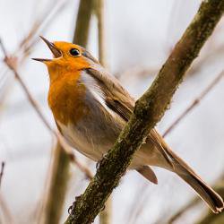 Connect to nature with '12 Days of Winter Wildlife'