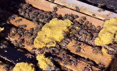 عایق‌کاری کلنی‌های زنبورعسل و تغذیه کمکی آن‌ها در استان اردبیل نقش موثری در کاهش تلفات زمستان گذرانی و کاهش مصرف عسل دارد