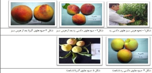 اثر و زمان هرس سبز روی عملکرد و کیفیت دو رقم هلو در مشگین شهر
