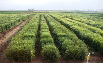 مشارکت محققان واحد تحقیقات بیماری های غلات ایستگاه تحقیقات کشاورزی و منابع طبیعی آلاروق اردبیل در معرفی ارقام آذران، سالار و پیام