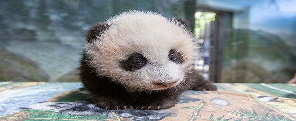 Smithsonian’s Giant Pandas Will Continue to Cavort for Three More Years