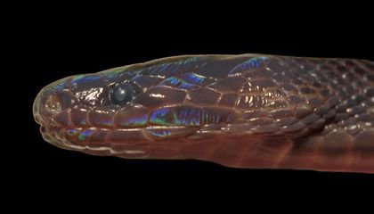Rare Iridescent Snake Discovered in Vietnam