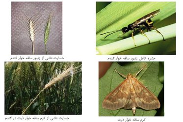 خشکیدگی سنبله گندم و دلایل گیاه‌پزشکی آن در دشت مغان