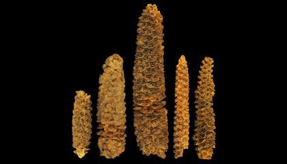 How Ancient DNA Unearths Corn’s A-Maize-ing History