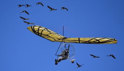 How We Lifted Flight From Bird Evolution