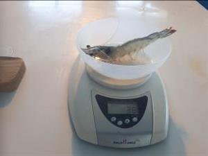 3000 جفت مولد میگو