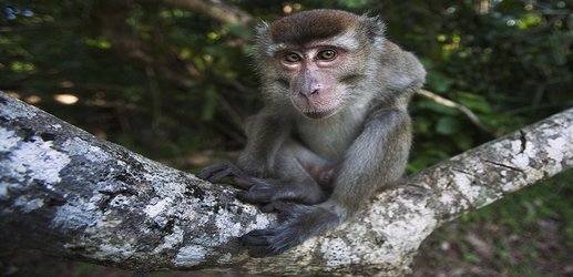 Rare human outbreak of monkey malaria detected in Malaysia