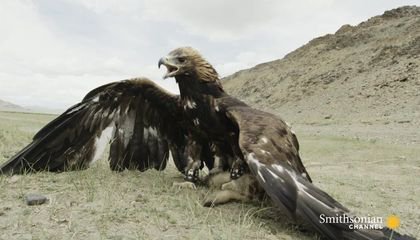 Meet the Nomad Girl Who Hunts With a Golden Eagle