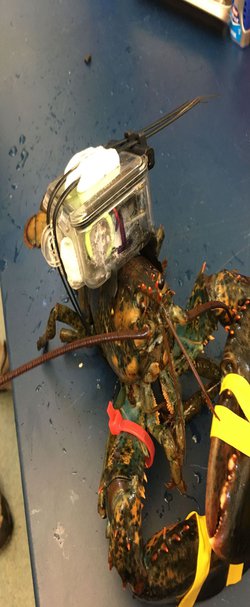 A New Device Tracks Lobsters as They Move Through the Supply Chain