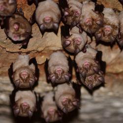 Study identifies genetic changes likely to have enabled SARS-CoV-2 to jump from bats to humans