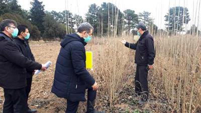 مشارکت مرکز تحقیقات و آموزش کشاورزی و منابع طبیعی استان اردبیل در برنامه تولید و تکثیر قلمه‌های اصلاح شده صنوبر