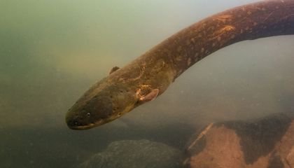 Shocking Study Finds Electric Eels Hunt Together